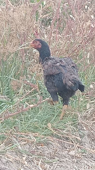 тауықтар сатылады