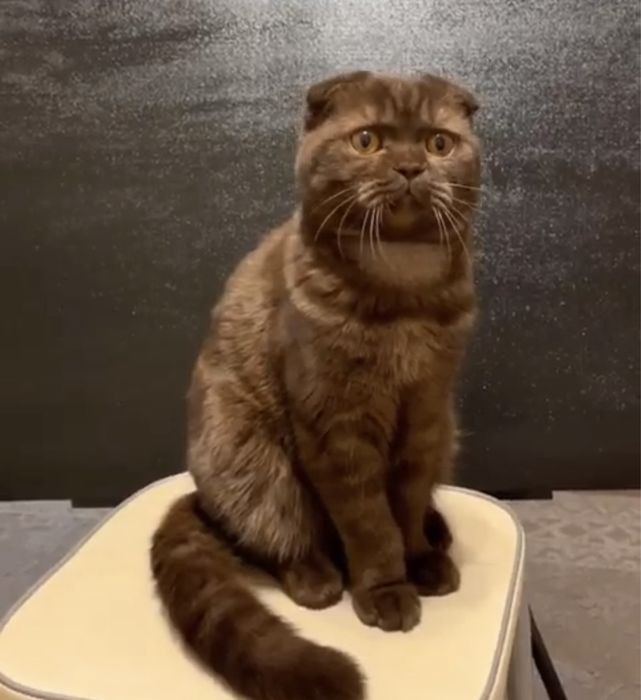 Кот Шотландец Скоттиш Фолд Вислоухий Мальчик