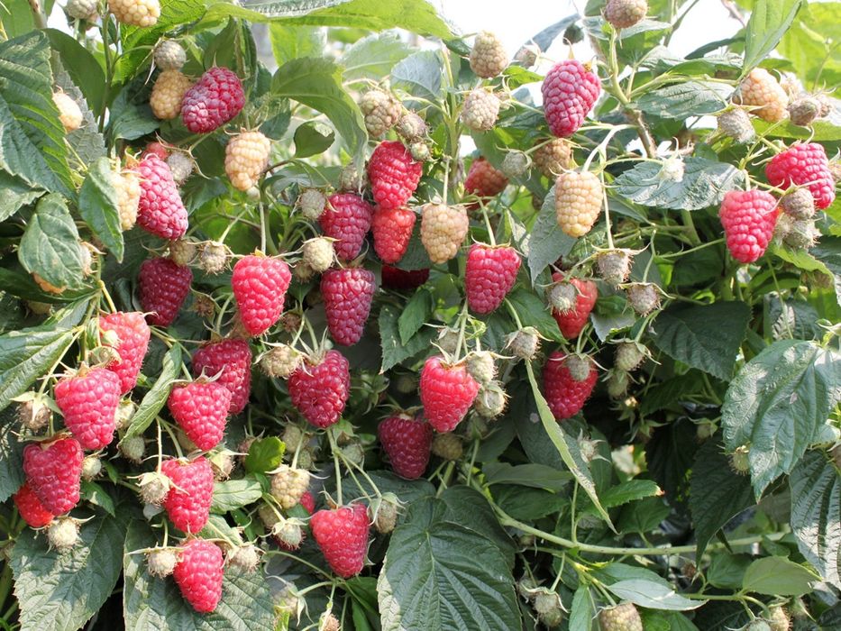 Разсад ягоди и малини