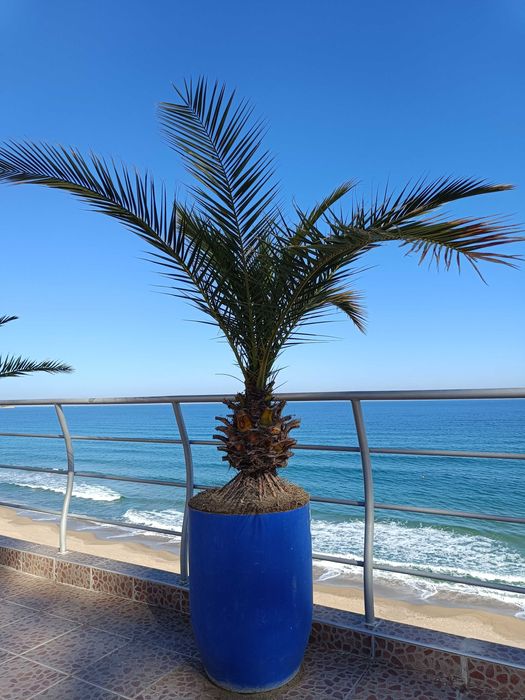 10 броя финикови палми