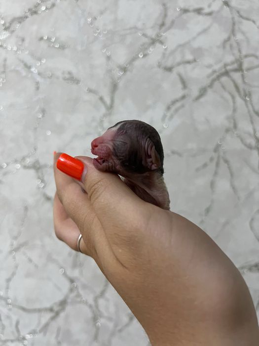 Котенок сфинкса бронь