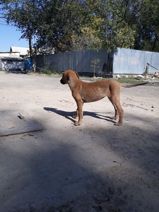 Срочно продам сабака