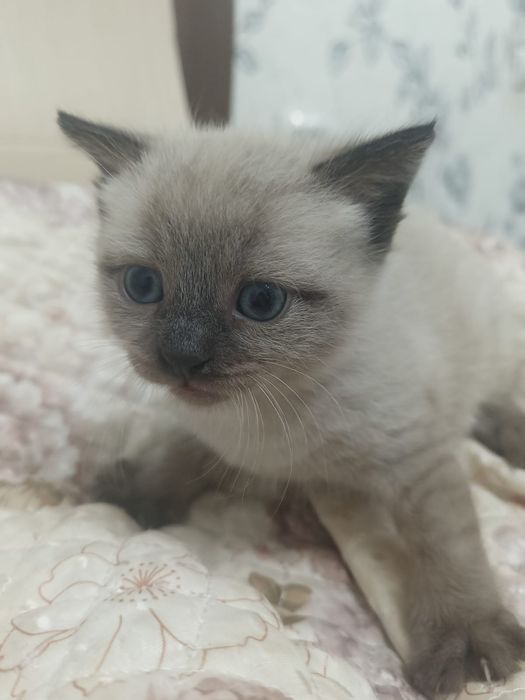 Отдаю котенка в добрые руки