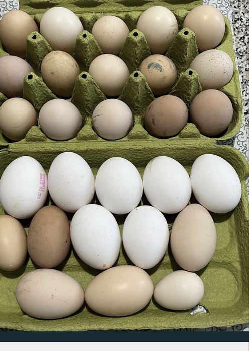 Gaini diferite rase, cocosi albi, oua