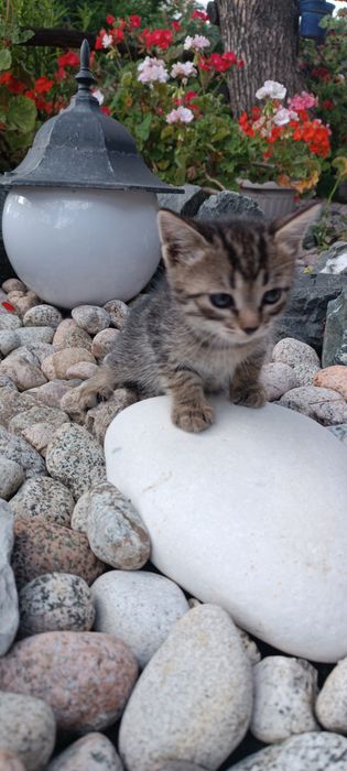 Котята в Добрые и Надёжные руки !