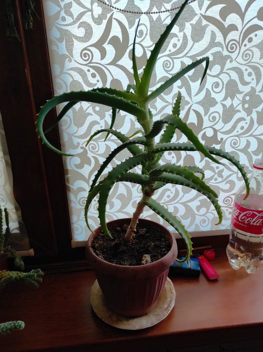 Продам цветок Алоэ