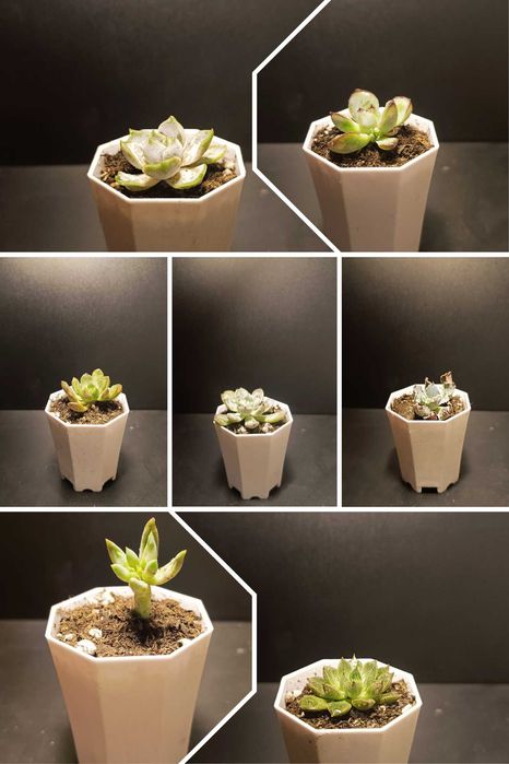 Продам разные суккуленты