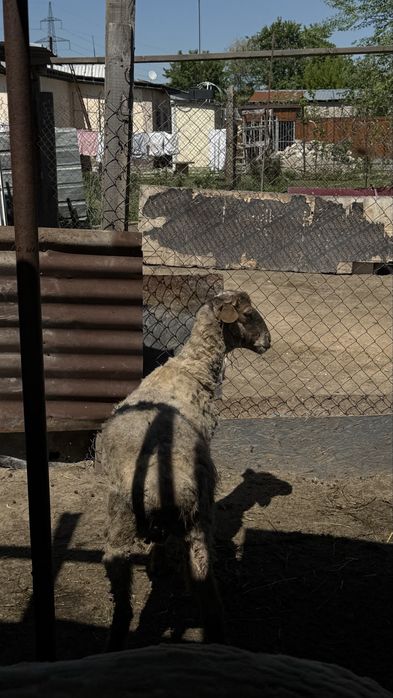 Продам кочкара кастрат