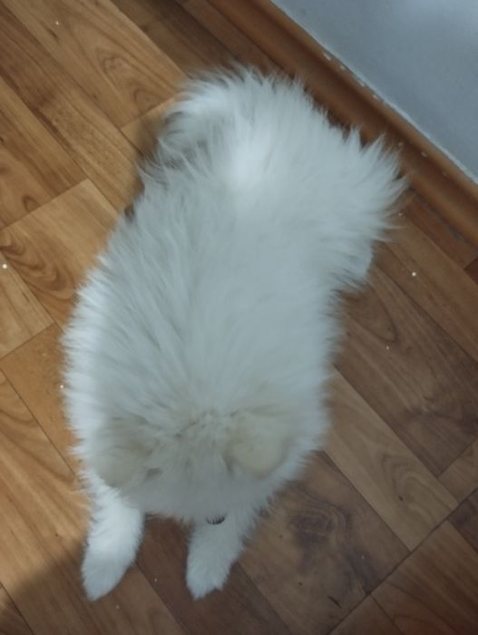 Шпиц 3 месяца мальчик.