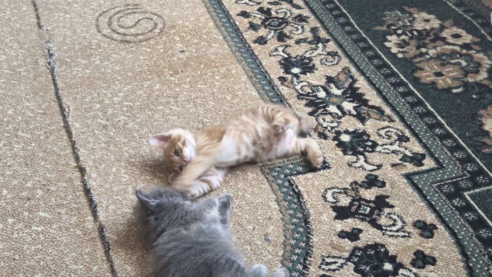 Отдам котят в добрые руки