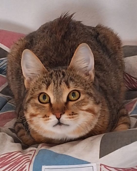 КОТЯТА ждут семью !!!