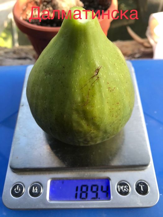 Смокини различни сортове, растения, дръвчета