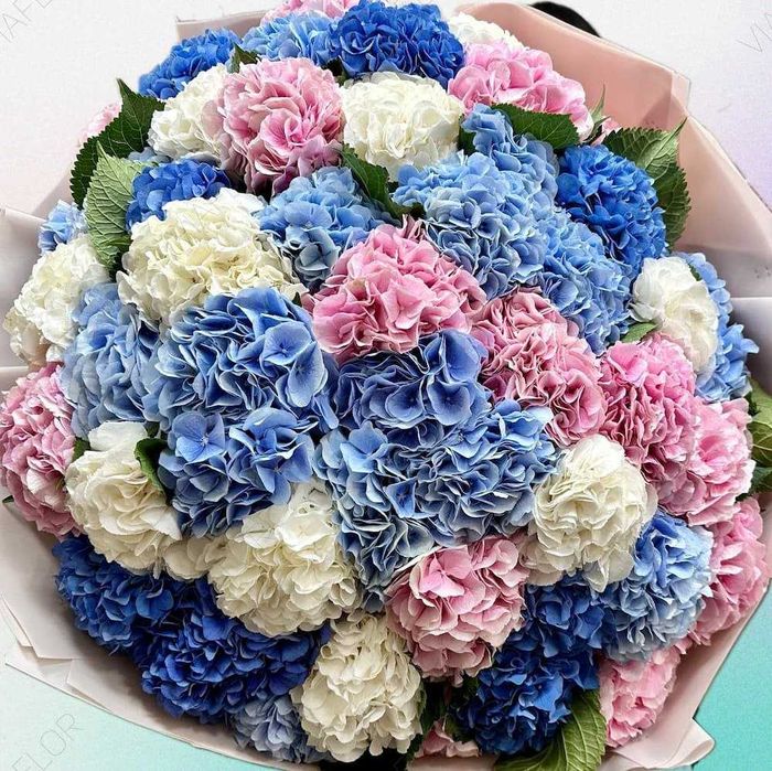 Букеты Роз, Гортензий