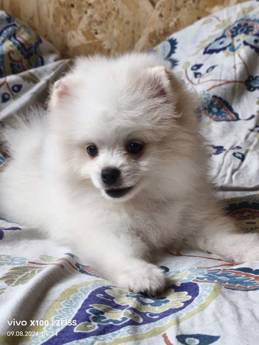 Продам щенков шпица.