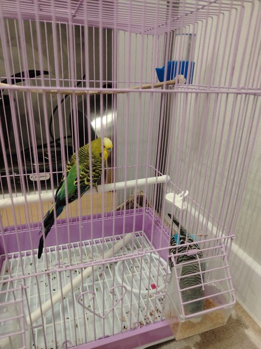 Папугай парымен сатылады