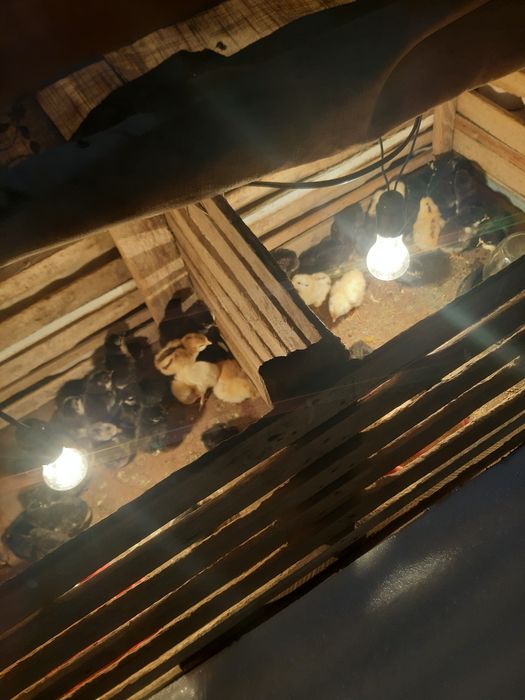 Цыплята ,Чужалар с доставкой