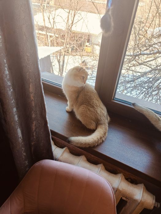 Котёнок Шотландская шиншилла