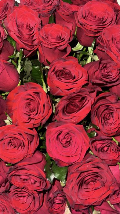 Красные розы 51шт
