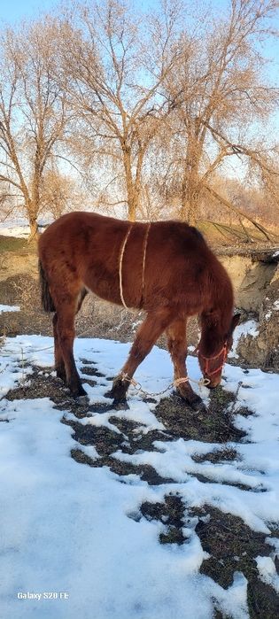 Жабагы тай полу тяж