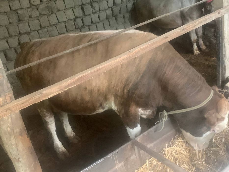 Симентал букалар