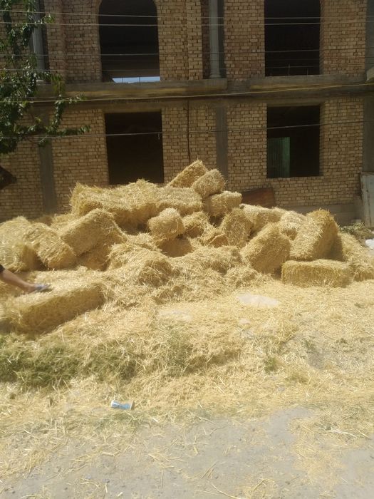 Somon  sotiladi optom narxda va dona