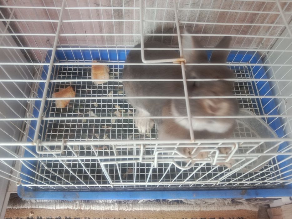 Продам кролика с клеткой