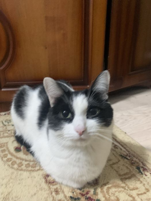 Отдаю кота в добрые руки