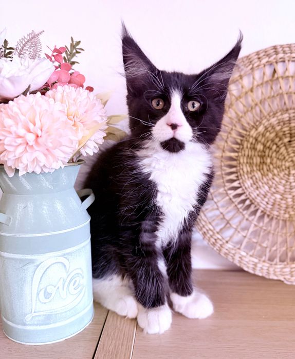 Maine Coon Timisoara