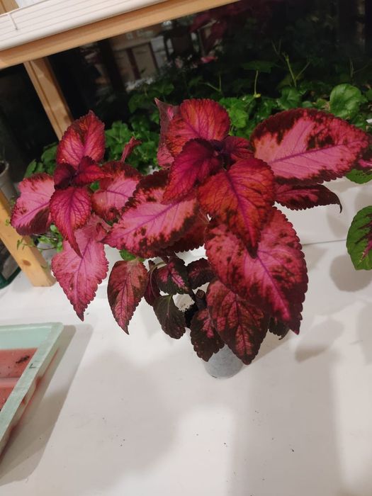 Цветы прекрасные Колеусы