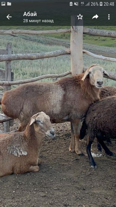 Продам или обмен