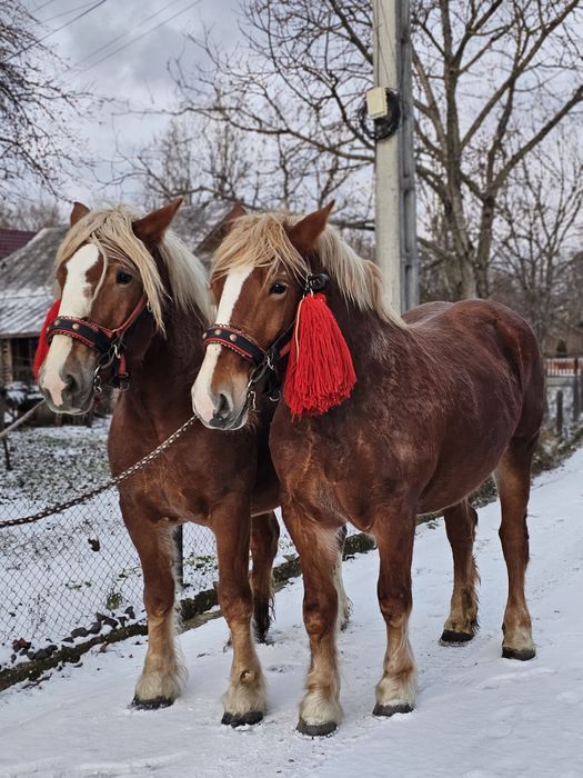 Vând o pereche de iepe!