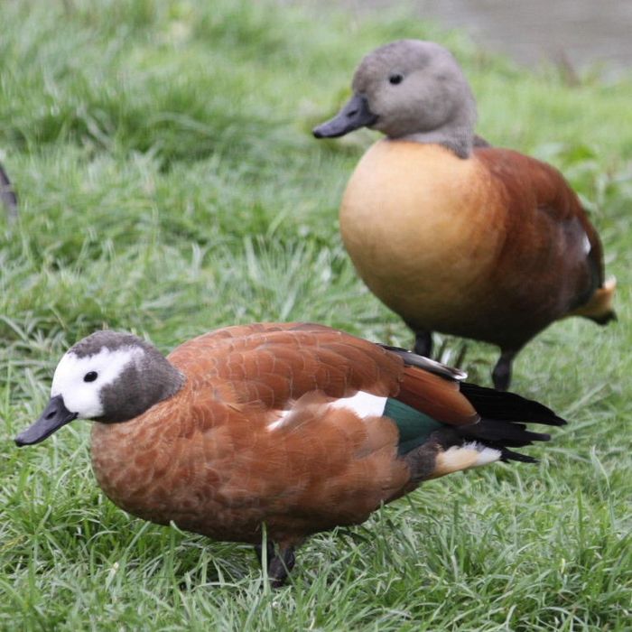 Califar African (rațe gâște exotice călifari Africani)