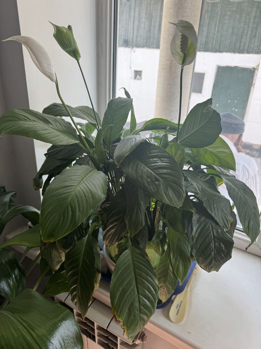 Ростки цветов разные