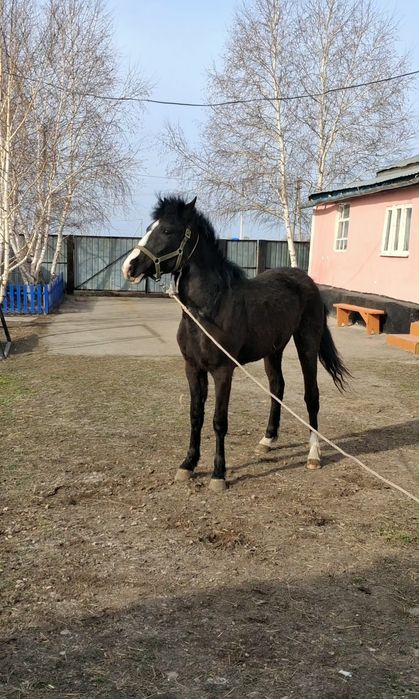 Продам лошадь тайдан,Байкала шыкты