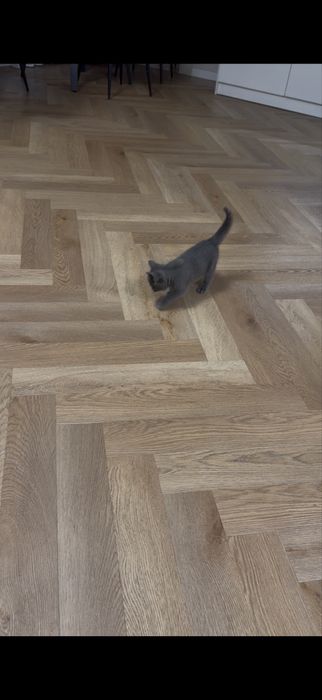 Кошка бесплатно