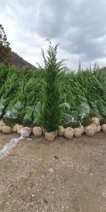Leylandii gard viu 3m 200 lei transport gratuit