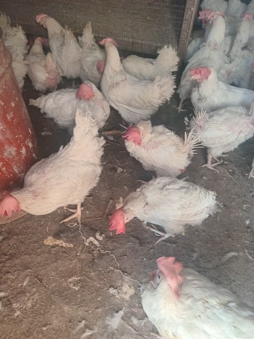 Продам курей 1500 несушки ,