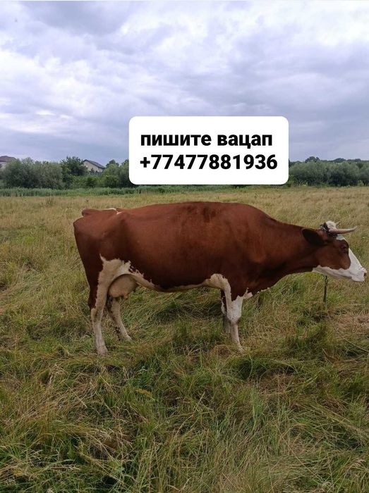 Продам очень добрая Корова с телёнка