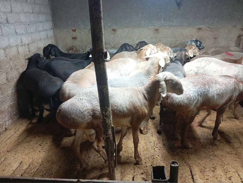 Qoʻylar  qurbonlika 1 kg 85.000