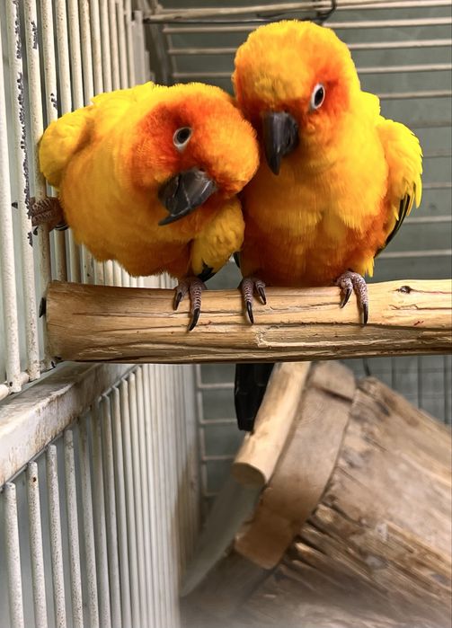 Продам птенцов попугая Солнечные аратинги