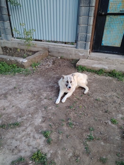 Заподно сибирская лайка