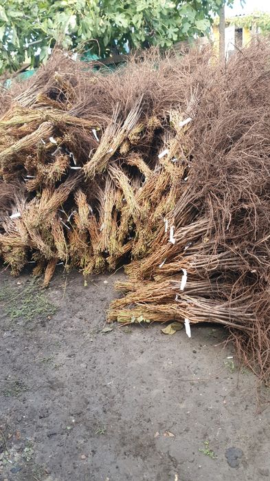 Vând butași viță de vie anul 1,2 și 3