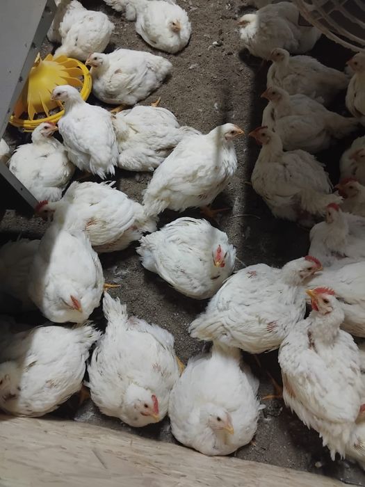 Домашняя курица бролер