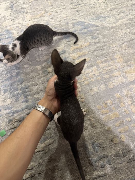 Котята Сфинкс - Брашики