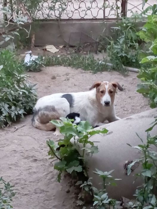 Отдадим в ответственные руки!