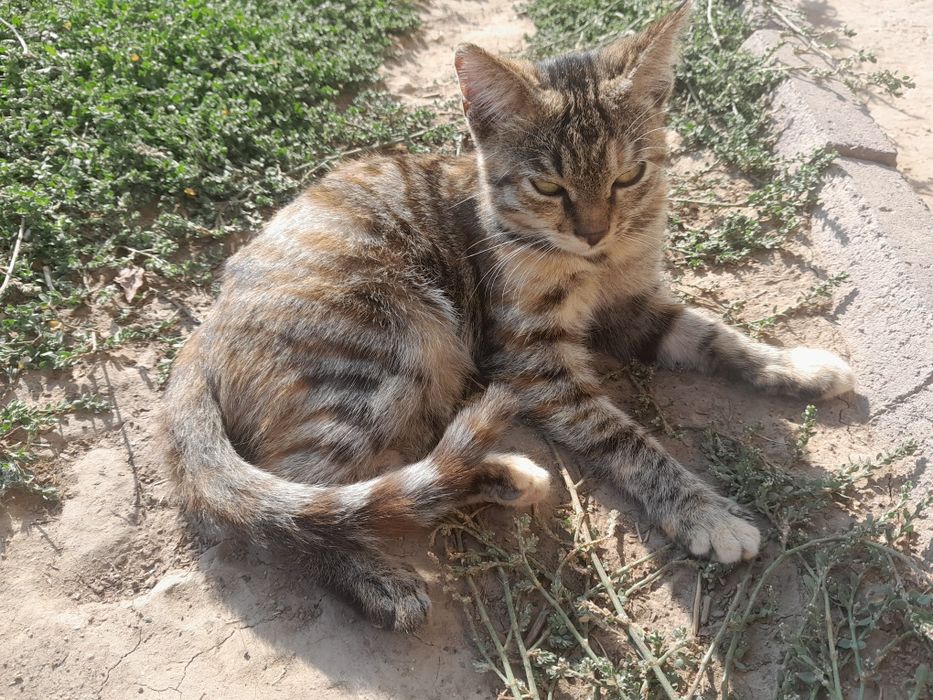 Отдам котят бесплатно