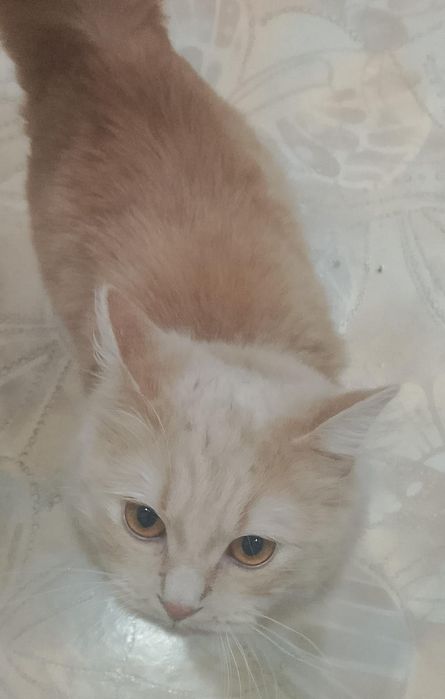 Срочно отдам кота