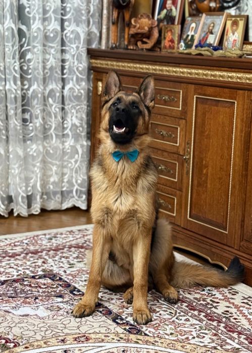 Мухтар готов для вязки