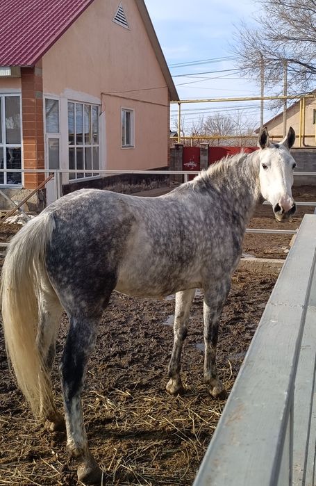 Орловская рысачка