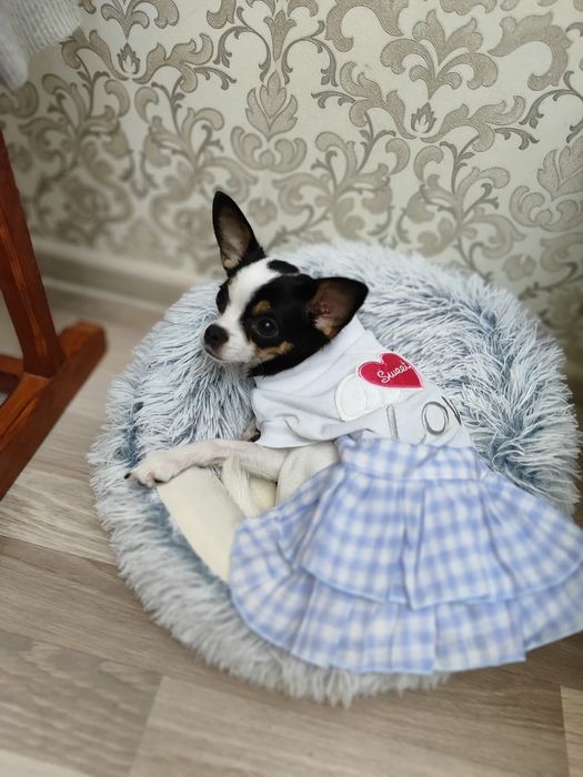 Продам собачку чихуахуа